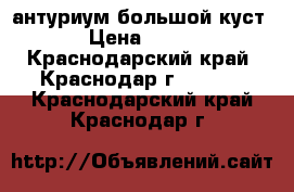 антуриум большой куст › Цена ­ 400 - Краснодарский край, Краснодар г.  »    . Краснодарский край,Краснодар г.